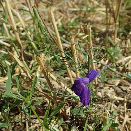 Delphinium consolida subsp. paniculatum \ Rispiger Acker-Rittersporn / Field Larkspur, A Weikersdorf am Steinfeld 2.7.2020