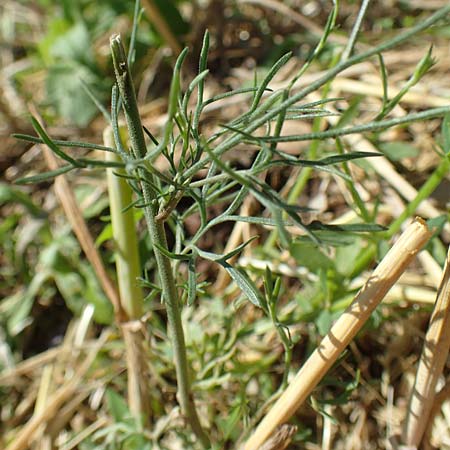 Delphinium consolida subsp. paniculatum \ Rispiger Acker-Rittersporn / Field Larkspur, A Weikersdorf am Steinfeld 2.7.2020