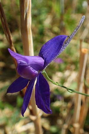 Delphinium consolida subsp. paniculatum \ Rispiger Acker-Rittersporn / Field Larkspur, A Weikersdorf am Steinfeld 2.7.2020