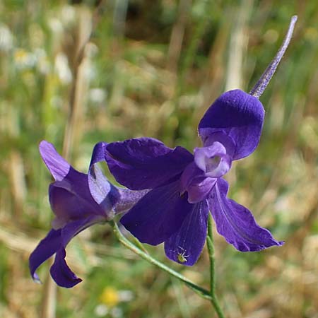 Delphinium consolida subsp. paniculatum \ Rispiger Acker-Rittersporn / Field Larkspur, A Weikersdorf am Steinfeld 2.7.2020