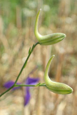 Delphinium consolida subsp. paniculatum \ Rispiger Acker-Rittersporn / Field Larkspur, A Weikersdorf am Steinfeld 2.7.2020