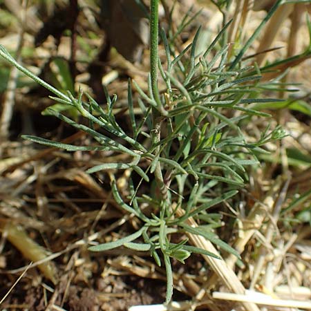 Delphinium consolida subsp. paniculatum \ Rispiger Acker-Rittersporn / Field Larkspur, A Weikersdorf am Steinfeld 2.7.2020