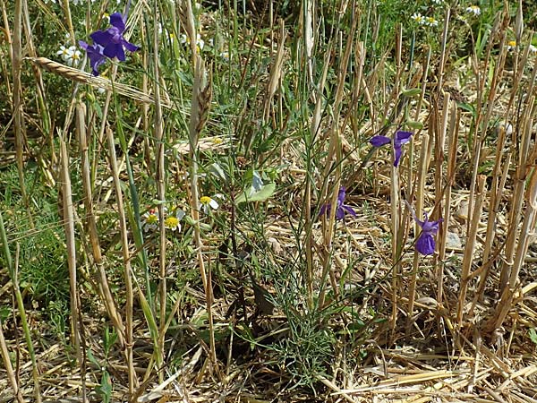 Delphinium consolida subsp. paniculatum \ Rispiger Acker-Rittersporn / Field Larkspur, A Weikersdorf am Steinfeld 2.7.2020