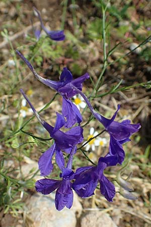 Delphinium consolida subsp. paniculatum \ Rispiger Acker-Rittersporn / Field Larkspur, A Weikersdorf am Steinfeld 2.7.2020