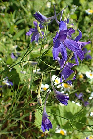 Delphinium consolida subsp. paniculatum \ Rispiger Acker-Rittersporn / Field Larkspur, A Weikersdorf am Steinfeld 2.7.2020