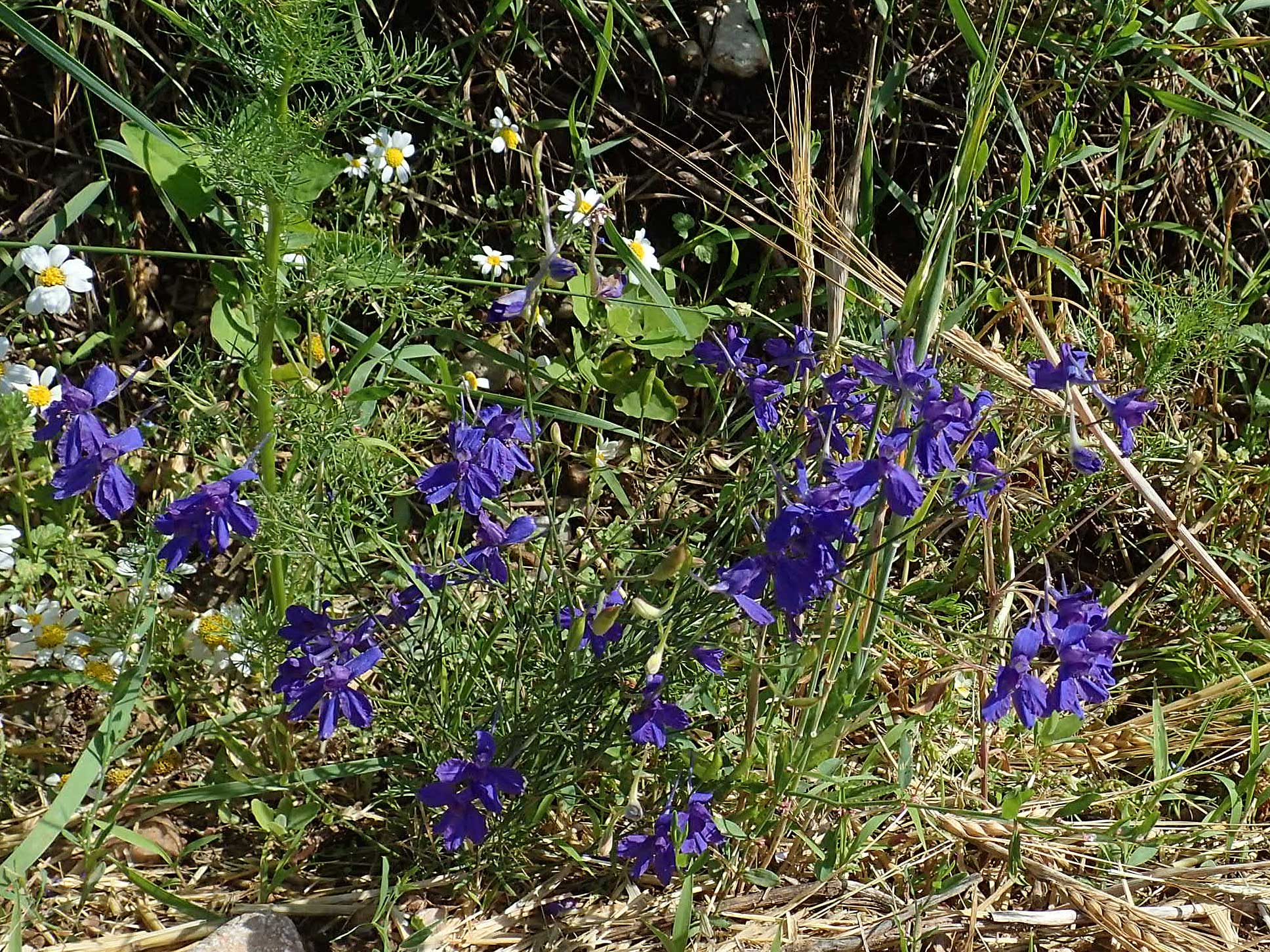 Delphinium consolida subsp. paniculatum \ Rispiger Acker-Rittersporn / Field Larkspur, A Weikersdorf am Steinfeld 2.7.2020