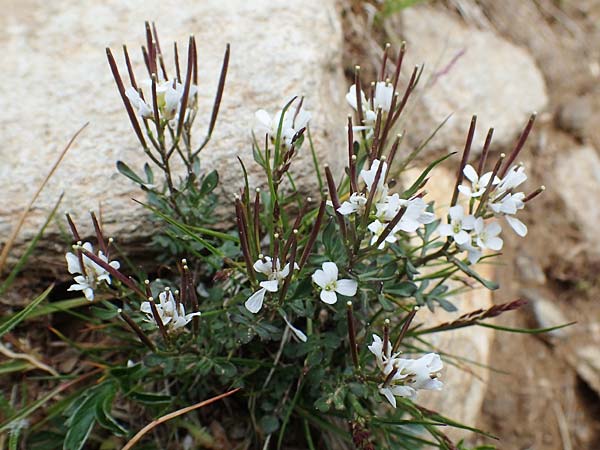 Cardamine resedifolia \ Resedenblttriges Schaumkraut / Mignonette-Leaved Bitter-Cress, A Wölzer Tauern, Kleiner Zinken 26.6.2021