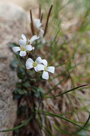 Cardamine resedifolia \ Resedenblttriges Schaumkraut, A Wölzer Tauern, Kleiner Zinken 26.6.2021