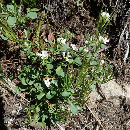 Cardamine resedifolia \ Resedenblttriges Schaumkraut / Mignonette-Leaved Bitter-Cress, A Seetaler Alpen, Zirbitzkogel 28.6.2021