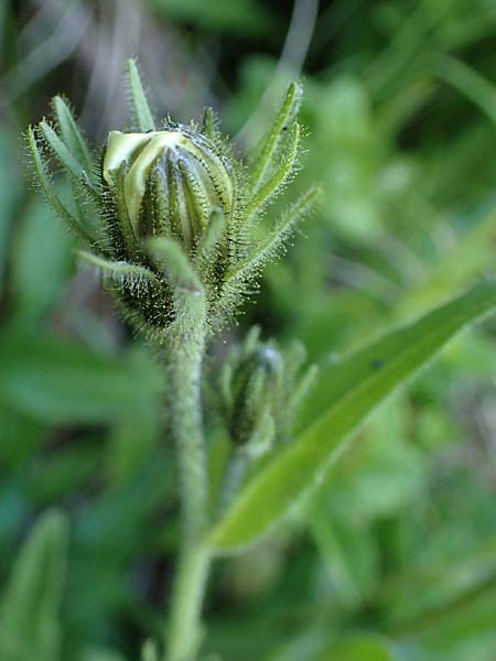 Hieracium intybaceum \ Weiliches Habichtskraut, Endivien-Habichtskraut / Whitish Hawkweed, A Pusterwald 29.7.2021