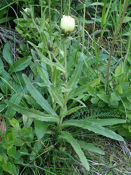 Hieracium intybaceum \ Weiliches Habichtskraut, Endivien-Habichtskraut / Whitish Hawkweed, A Pusterwald 29.7.2021