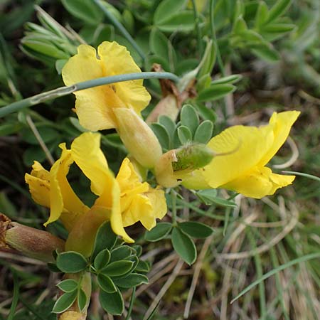 Cytisus ratisbonensis \ Regensburger Zwergginster / Regensburg Broom, A Perchtoldsdorf 7.5.2022