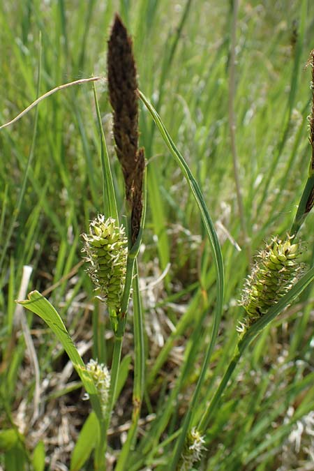 Carex riparia \ Ufer-Segge / Great Pond Sedge, A Seewinkel, Podersdorf 10.5.2022