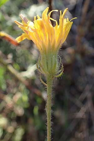 Crepis capillaris \ Kleinkpfiger Pippau, Kleinbltiger Pippau / Smooth Hawk's-Beard, A Seewinkel, Podersdorf 22.9.2022