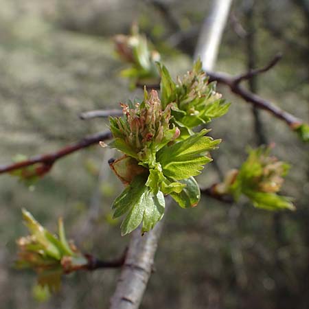 Crataegus monogyna \ Eingriffeliger Weidorn, A Perchtoldsdorf 3.4.2023