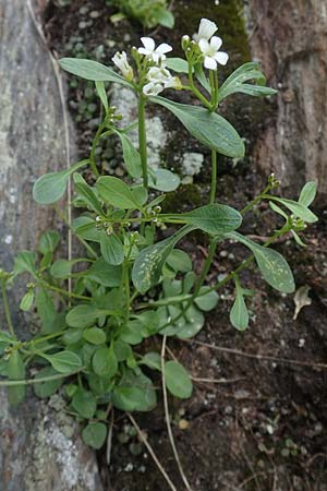 Cardamine resedifolia \ Resedenblttriges Schaumkraut, A Kärnten, Koralpe 5.7.2023