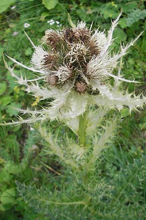 Cirsium spinosissimum \ Stachelige Kratzdistel, A Hahntennjoch 16.7.2010