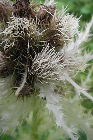 Cirsium spinosissimum \ Stachelige Kratzdistel, A Hahntennjoch 16.7.2010