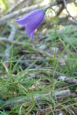 Campanula scheuchzeri \ Scheuchzers Glockenblume / Scheuchzer's Bellflower, A Kärnten/Carinthia, Petzen 8.8.2016