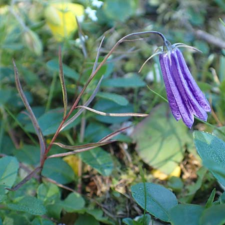 Campanula scheuchzeri \ Scheuchzers Glockenblume / Scheuchzer's Bellflower, A Kärnten/Carinthia, Petzen 8.8.2016