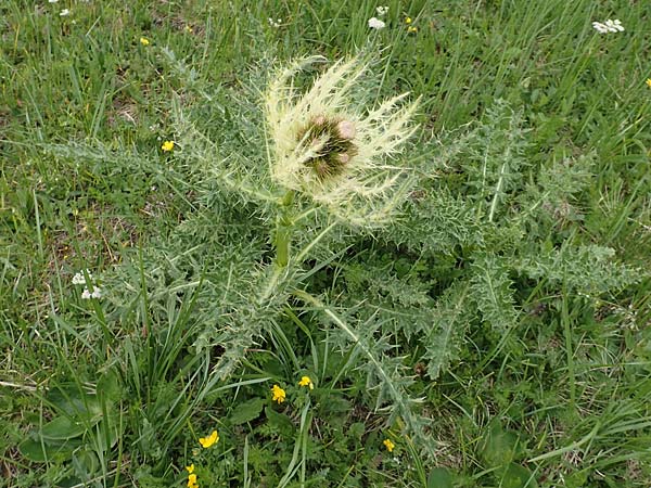 Cirsium spinosissimum \ Stachelige Kratzdistel / Spiniest Thistle, A Osttirol, Golzentipp 11.7.2019