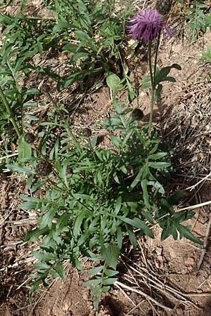 Centaurea scabiosa \ Skabiosen-Flockenblume, A Schwarzau im Gebirge 29.6.2020