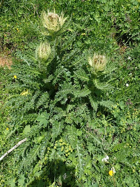 Cirsium spinosissimum \ Stachelige Kratzdistel, A Dachstein Südwand 7.7.2020