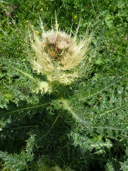 Cirsium spinosissimum \ Stachelige Kratzdistel / Spiniest Thistle, A Dachstein Südwand 7.7.2020