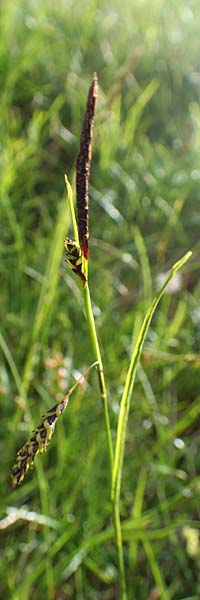 Carex ferruginea \ Rost-Segge / Rusty Sedge, A Dachstein, Auretskar 7.7.2020