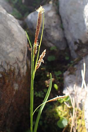 Carex ferruginea \ Rost-Segge / Rusty Sedge, A Dachstein, Auretskar 7.7.2020