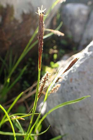 Carex ferruginea \ Rost-Segge / Rusty Sedge, A Dachstein, Auretskar 7.7.2020
