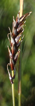 Carex sempervirens \ Horst-Segge, Immergrne Segge, A Wölzer Tauern, Kleiner Zinken 24.7.2021