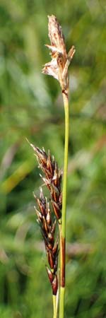 Carex sempervirens \ Horst-Segge, Immergrne Segge / Evergreen Sedge, A Wölzer Tauern, Kleiner Zinken 24.7.2021