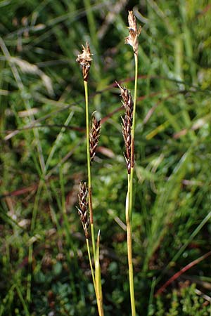 Carex sempervirens \ Horst-Segge, Immergrne Segge, A Wölzer Tauern, Kleiner Zinken 24.7.2021