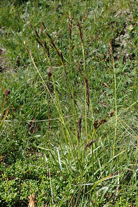 Carex sempervirens \ Horst-Segge, Immergrne Segge / Evergreen Sedge, A Wölzer Tauern, Kleiner Zinken 24.7.2021