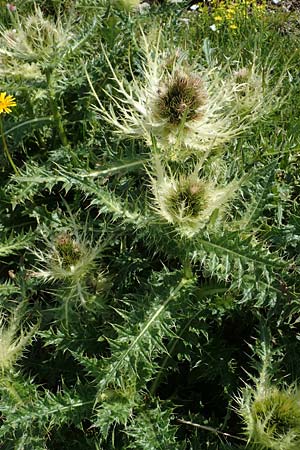 Cirsium spinosissimum \ Stachelige Kratzdistel / Spiniest Thistle, A Wölzer Tauern, Kleiner Zinken 24.7.2021