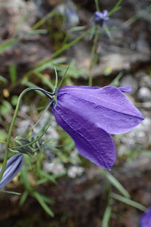 Campanula scheuchzeri \ Scheuchzers Glockenblume, A Niedere Tauern, Sölk-Pass 26.7.2021