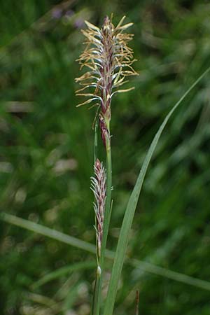 Carex spec2 ? \ Segge / Sedge, A Wölzer Tauern, Hohenwart 29.7.2021