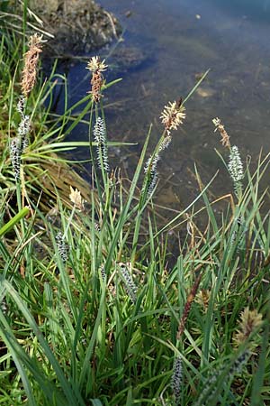Carex spec2 ? \ Segge, A Wölzer Tauern, Hohenwart 29.7.2021