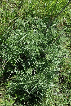 Centaurea scabiosa / Greater Knapweed, A Hainburg 14.5.2022