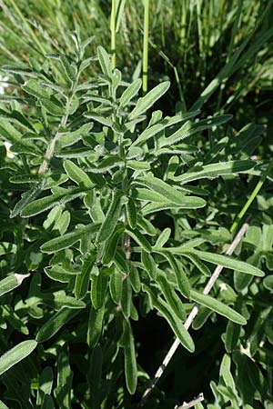 Centaurea scabiosa \ Skabiosen-Flockenblume / Greater Knapweed, A Hainburg 14.5.2022