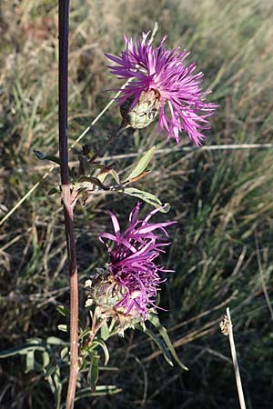 Centaurea scabiosa \ Skabiosen-Flockenblume / Greater Knapweed, A Seewinkel, Illmitz 23.9.2022