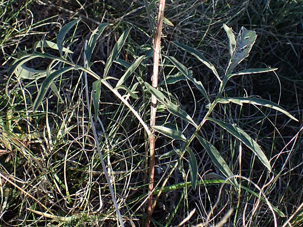 Centaurea scabiosa \ Skabiosen-Flockenblume, A Seewinkel,  Illmitz 23.9.2022