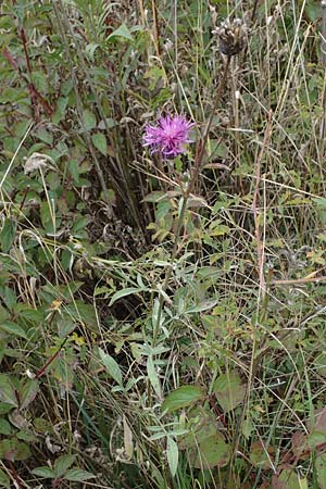 Centaurea scabiosa \ Skabiosen-Flockenblume, A Hainburg 25.9.2022