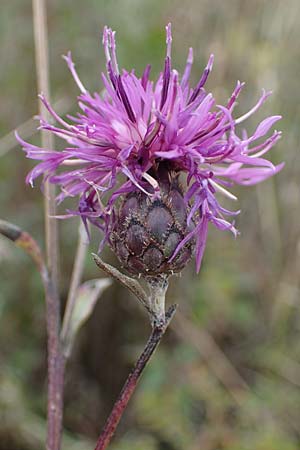 Centaurea scabiosa \ Skabiosen-Flockenblume, A Hainburg 25.9.2022