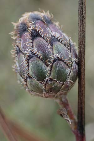 Centaurea scabiosa \ Skabiosen-Flockenblume / Greater Knapweed, A Hainburg 25.9.2022