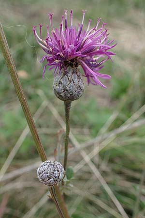 Centaurea scabiosa \ Skabiosen-Flockenblume, A Hainburg 25.9.2022