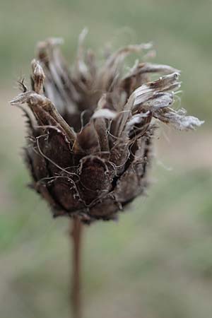 Centaurea scabiosa / Greater Knapweed, A Hainburg 25.9.2022