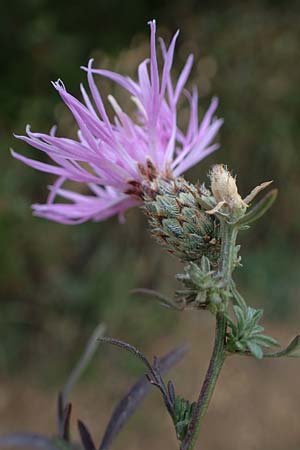 Centaurea stoebe \ Rispen-Flockenblume / Panicled Knapweed, A Gumpoldskirchen 29.9.2022