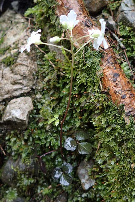 Cardamine trifolia \ Kleeblttriges Schaumkraut, Wald-Schaumkraut / Three-Leaved Cuckoo Flower, Trefoil Cress, A Türnitz 6.5.2022